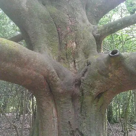 Manoir Du Tertre Au Coeur De La Forêt De Brocéliande Paimpont