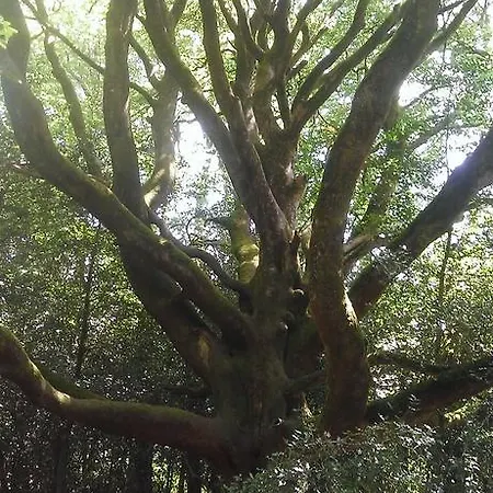 Manoir Du Tertre Au Coeur De La Forêt De Brocéliande